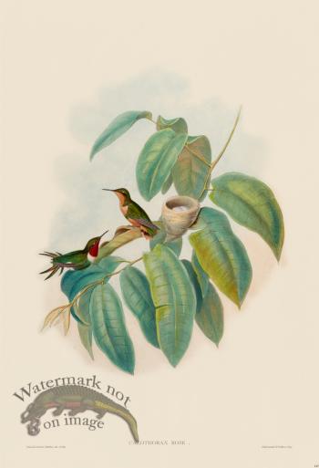 Gould Hummingbird 149